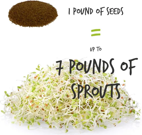 Miniatura 4 de Semilla de brote de alfalfa orgánico certificado – marca Handy Pantry – semillas de alta germinación comestibles - jardinería, cultivos