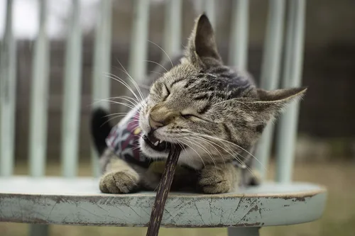 Miniatura 4 de Meowy Janes Matatabi - Palitos masticables – Un juguete natural para gatos y golosinas para gatos – Alternativa de hierba gatera