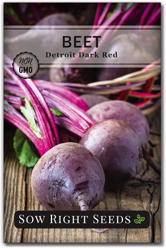 Sow Right Seeds - Semillas de remolacha rojo oscuro Detroit para plantar - Variedad de reliquia sin OMG - Remolacha para plantar al aire libre -