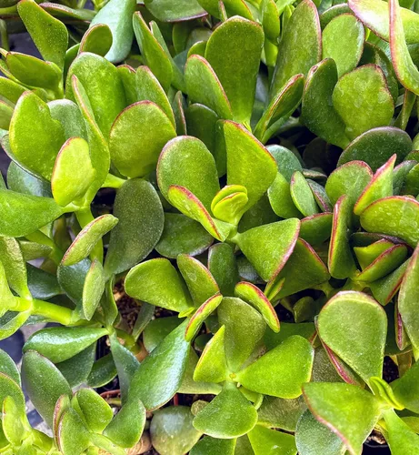 Miniatura 5 de Planta de jade con raíces grandes del sur de California de 4 pulgadas de alto, suculenta cactus viva maceta (Crassula Ovata 'Lucky Money Plant')