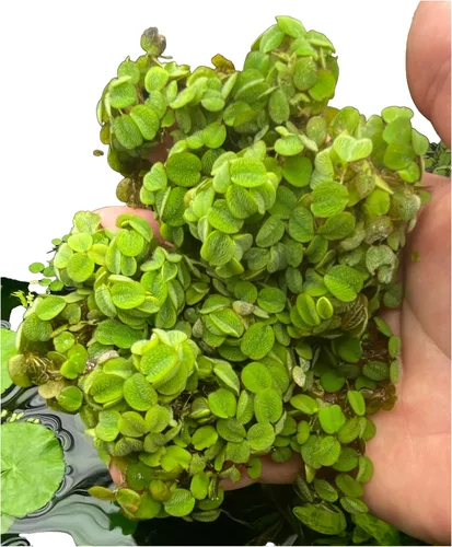 Miniatura 6 de Azolla caroliniana 10 + Plantas Vivas Flotantes Planta de Estanque Mosquito Helecho Agua Terciopelo Hada Musgo Acuario Estanques al aire libre