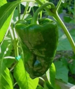 Miniatura 2 de Pepper Hot Poblano Ancho Great Heirloom Vegetable By Seed Kingdom 30 Semillas