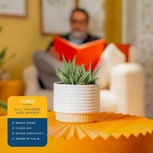 Miniatura 5 de Costa Farms - Suculentas Maceta de jardín