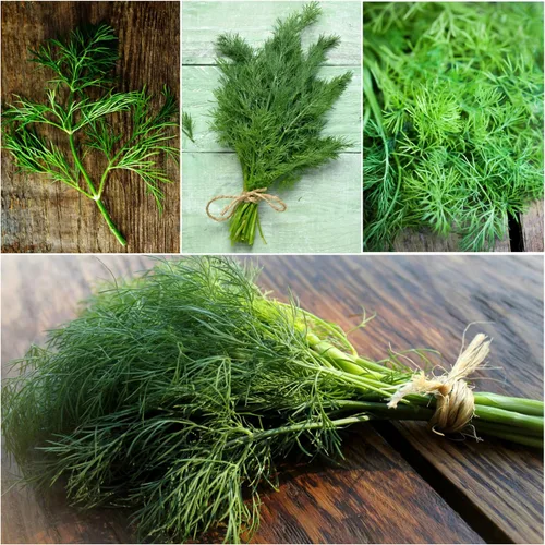 Miniatura 7 de Seed Needs Semillas de eneldo para plantar ramos de hierbas, semillas de hierbas sin OMG y sin tratar para plantar un jardín cultivado en casa