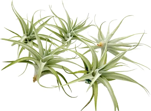 Miniatura 34 de ragnaroc Planta de Aire Viva – Tillandsia Capiput, Jumbo 6-9” - 2 unidades - Llegada Viva Garantizada - Plantas de Casa para Decoración del Hogar