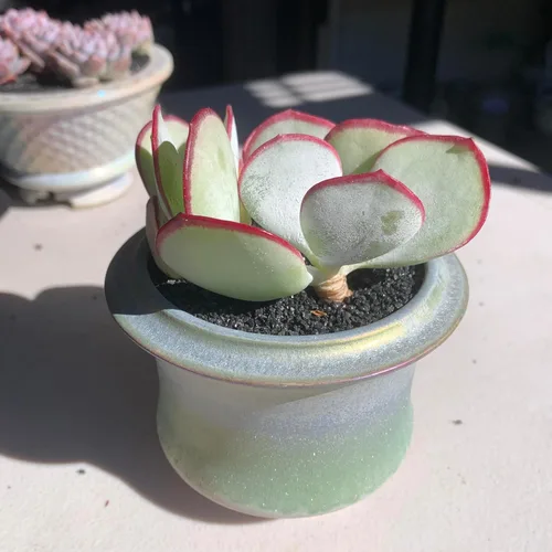 Miniatura 4 de Plantas Suculentas Vivas Echeveria 'White Eyebrow' 2 pulgadas Paquete de 3, Suculentas Verdes Raras Raíz Desnuda Sin Tierra de Maceta, Plantas Vivas