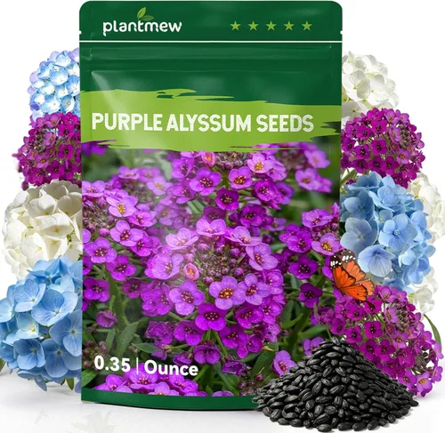 Semillas de Alyssum para plantar, alfombra real morada, semillas de flores de Alyssum moradas dulces, semillas de cobertura del suelo perennes