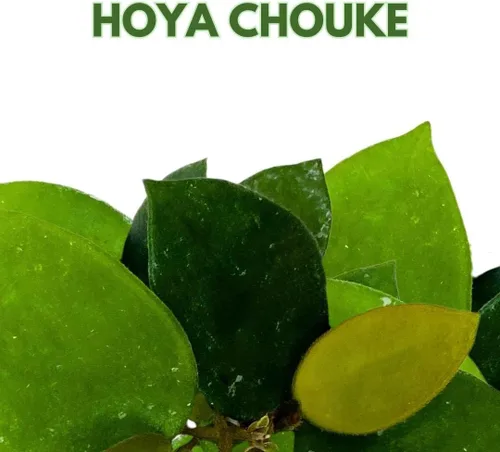 Miniatura 2 de BubbleBlooms Hoya Chouke 2 pulgadas