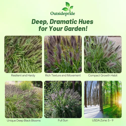 Miniatura 2 de Outsidepride - 200 semillas de la hierba ornamental perenne Pennisetum viridescens (mijo perla [Fountain Grass]) para sembrar