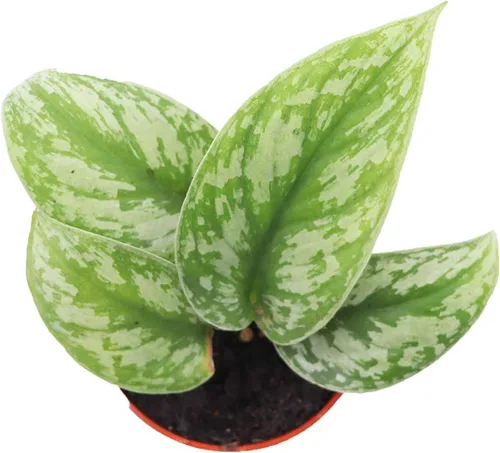 Miniatura 2 de Silver Splash Pothos - 4" de California Tropicals