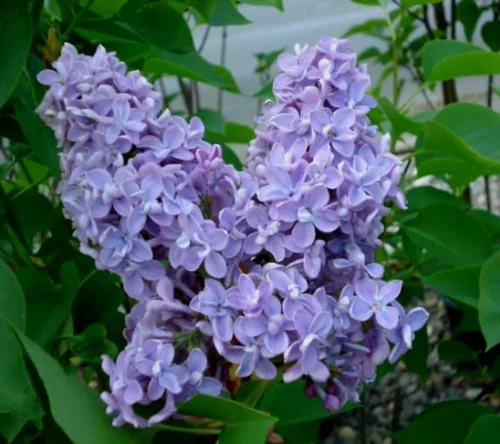 Miniatura 2 de 50 Semillas Lilas Moradas Árbol Japonés Extremadamente Fragante Lila Púrpura Claro Syringa Vulgaris