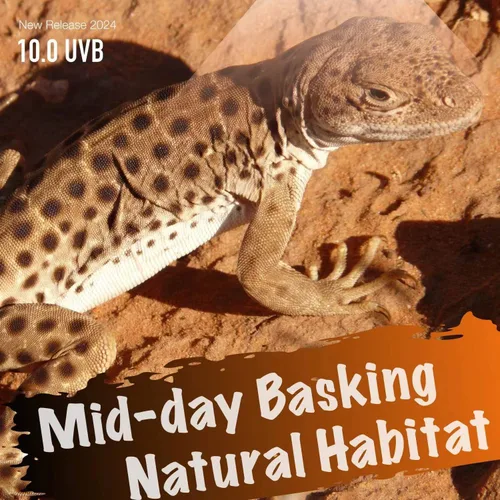 Miniatura 6 de Luz de reptil UVB, 10.0 24W, lámpara de bombilla de reptil UVA UVB para dragón barbudo, bombillas UVB para reptiles del desierto