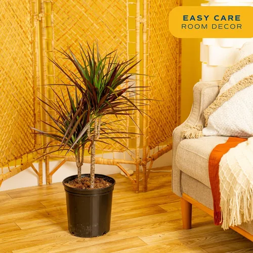 Miniatura 5 de Costa Farms Dracaena Marginata Magenta Dragón de Madagascar Árbol vivo planta de interior Maceta de cultivo