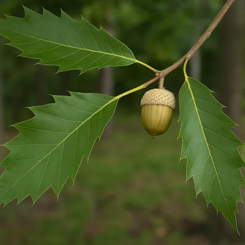 Miniatura 3 de Plántula de roble diente de sierra (6 a 12 pulgadas) - Árbol de sombra de crecimiento rápido con atractivo para la vida silvestre (1 plántula)