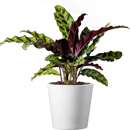 American Plant Exchange Calathea - Serpiente de cascabel – 6 pulgadas con cubierta de maceta – Planta de interior viva apta para mascotas con hojas
