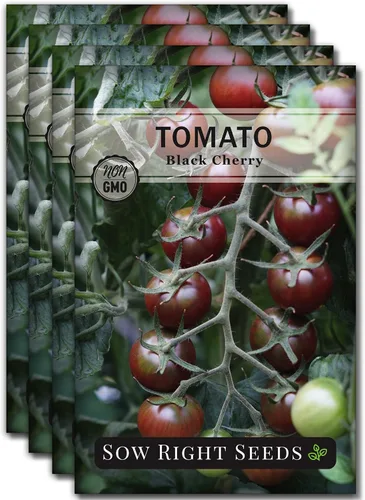Miniatura 9 de Sow Right Seeds - Semillas de tomate cereza negra para plantar - Paquete de reliquia sin OMG con instrucciones para plantar un huerto casero