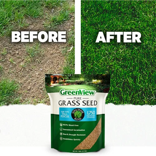 Miniatura 5 de GreenView Pure Grass Seed Turf Type Tall Fescue Sun & Shade Blend, bolsa de 20 libras - Cubre hasta 5,000 pies cuadrados