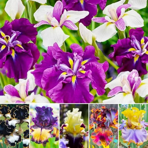 Semillas de flores de iris para plantar al aire libre, 199 piezas, hermosas flores perennes para tu jardín, hogar, flores de primavera y verano,