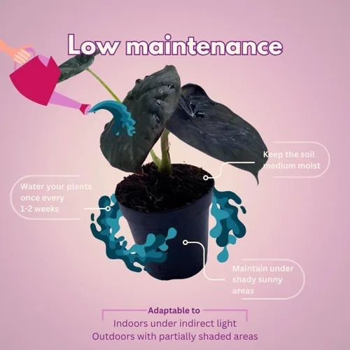 Miniatura 5 de BubbleBlooms Surtido de Alocasia rara, juego de 4 unidades, 2 pulgadas, Jewel, Jacklyn, Cuprea Pixie Plantas
