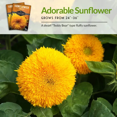 Miniatura 4 de Sungold - Semillas de girasol de oso de peluche para plantar, flor enana con flores esponjosas de pompón, reliquia, variedad sin OMG, semillas