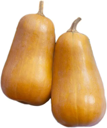 Miniatura 3 de Park Seed Semillas de calabaza espagueti híbridas Tivoli - Ganador de la AAS con sabor dulce y textura crujiente, hábito compacto de arbusto
