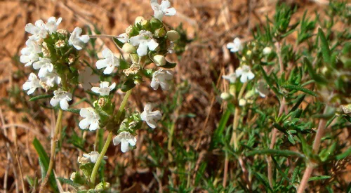 Miniatura 2 de Spanish Thyme Seeds, Thymus Zygis, Red Thyme, Tumillo, Hardy Zones 6-10, 100 Seeds