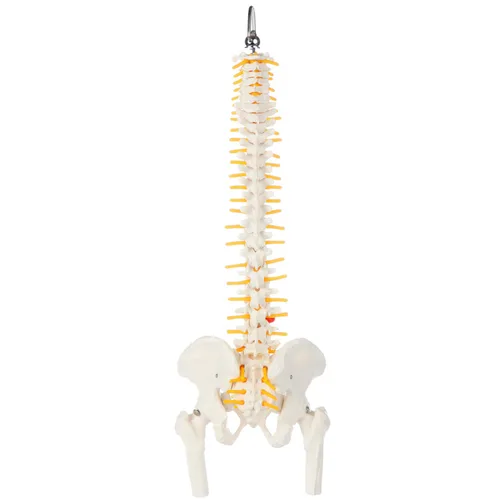 Miniatura 5 de Axis Scientific mini modelo de anatomía de columna vertebral, incluye nervios y viene con soporte resistente.