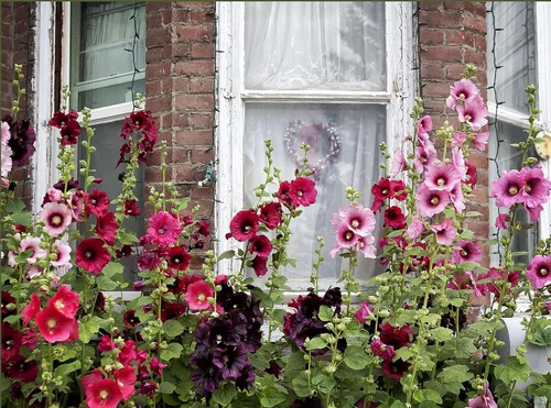 Miniatura 3 de Semillas Flores Hollyhock Spring Mix Perenne - 50 Semillas