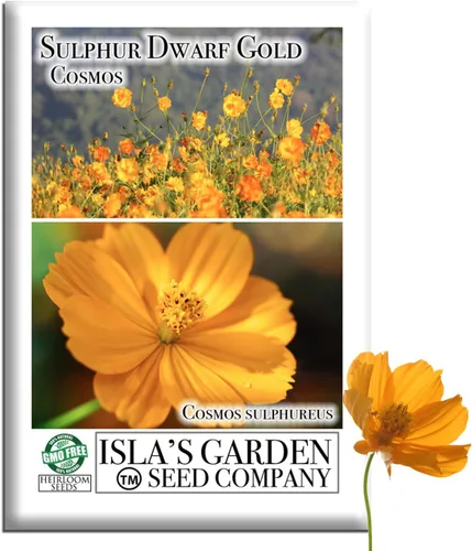Semillas de flores de cosmos de oro enano azufre para plantar, más de 100 semillas de flores por paquete, semillas de jardín de Isla (semillas de