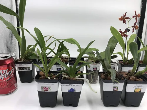 Miniatura 3 de 4 plantas de orquídeas vivas para elegir (Cattleya, Oncidium, Vanda, Dendrobium, Phalaenopsis) (Vandas + paquete de calor)