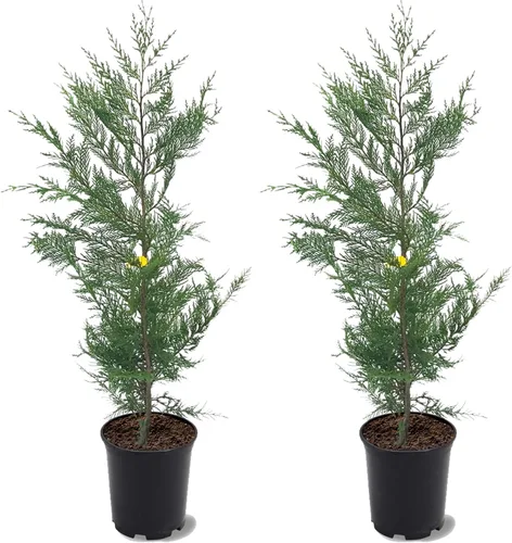 Miniatura 4 de Generic Leyland Cypress, de crecimiento rápido, de hoja perenne, adaptable, follaje plumoso, maceta de 1 galón