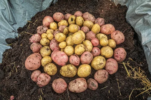 Miniatura 9 de Gardzen Paquete de 6 bolsas de cultivo de verduras sin BPA de 10 galones con solapa de acceso y asas, adecuadas para plantar papas, taro