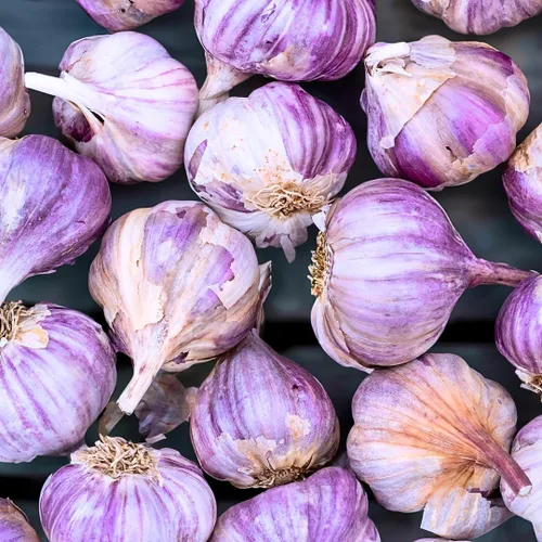 Miniatura 13 de 1 Libra de Ajo Duro de Cuello para Plantar en Otoño, Bulbo de Ajo Grande para Plantar, Fresco y Alta Rendimiento, Resistente al Frío, Plantación