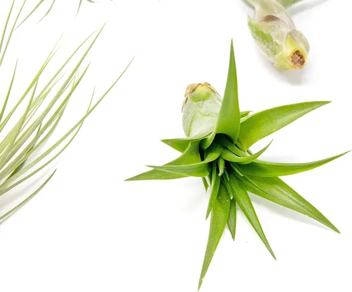 Miniatura 4 de Paquete de 5 plantas de aire clásicas variadas – Plantas suculentas vivas para el hogar – Disponible al por mayor y a granel – Decoración