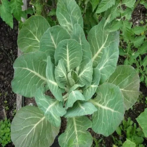 500 Georgia Southern Collard Seeds Greens Heirloom – Sin OMG – Semillas siempre frescas – Semillas de siembra para huerto doméstico