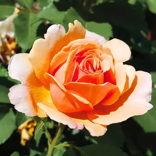 Arbustos de rosas rosas brillantes listos para plantar, rosas trepadoras, plantas vivas fragantes, 6-8 pulgadas de alto en maceta, floración durante