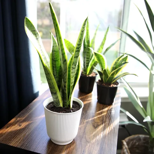 Miniatura 11 de Planta de serpiente viva, Sansevieria trifasciata Laurentii, Planta de interior completamente arraigada en maceta, Planta de sansevieria lengua