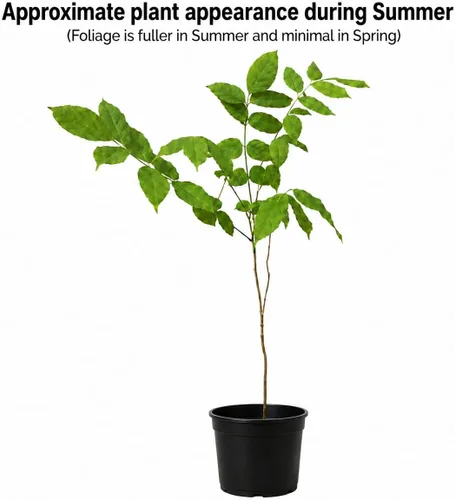 Miniatura 2 de Árbol de glicina china púrpura - Plántula de 6 a 12 pulgadas de alto - Maceta de 2.5 pulgadas - Planta viva - Wisteria sinensis