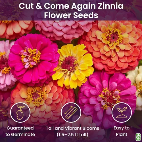 Miniatura 2 de Semillas de zinnia mixtas para plantar al aire libre - 300 semillas frescas - Flores de Zinnia cortadas y vueltas - Cultivadas en los Estados Unidos