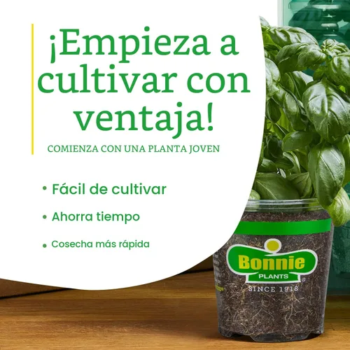 Miniatura 7 de Bonnie Plants Fresa, planta viva, 19.3 oz (paquete de 4)
