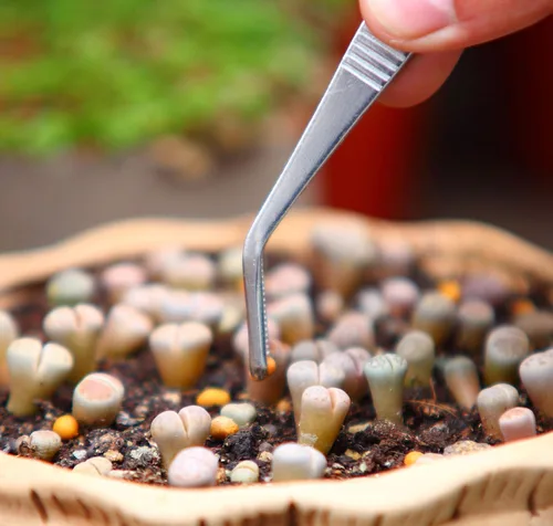 Miniatura 3 de Juego de pinzas de acero inoxidable, para jardinería pequeña y cocina, herramientas multiusos.