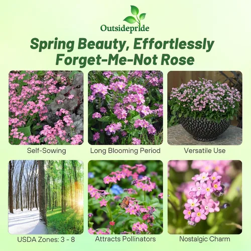 Miniatura 2 de Outsidepride 5000 semillas perennes Myosotis Alpestris Forget-Me-Not Rose Garden Semillas de flores para plantar