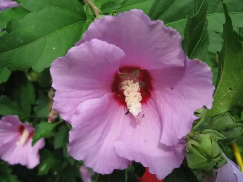 Miniatura 2 de Rosa Oscuro de Sharon Hibiscus Syriacus Flor Arbusto Jocad (50 semillas)