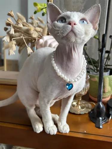 Miniatura 2 de Collar de perro con perlas y diamantes de imitación para perros pequeños, accesorios para collar de mascotas (azul marino, pequeño)
