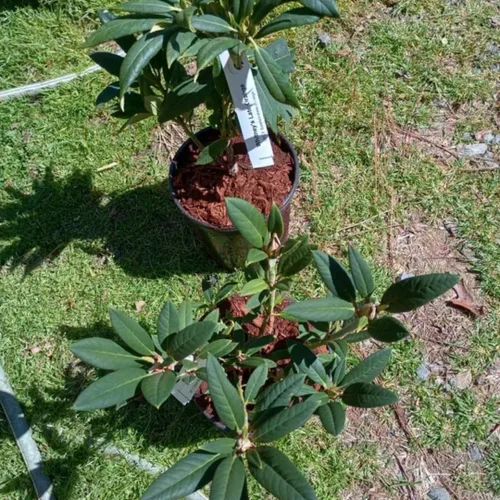 Miniatura 4 de Plantas de rododendro amarillo de 1 a 2 pies vivas, arbustos de rododendro de azalea en maceta de 1 galón para plantar, planta lista para arbustos