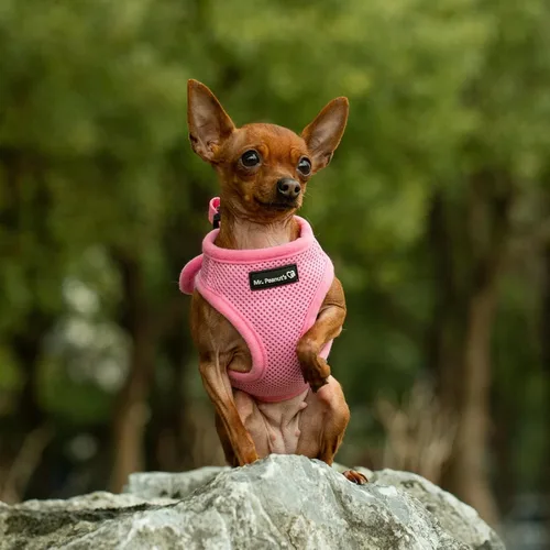 Miniatura 9 de Mr. Peanut's PupTrek - Arnés de malla suave para perros y gatos pequeños (talla XS, negro)