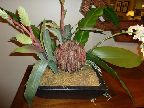 Miniatura 5 de Mosser Lee Musgo español – Musgo decorativo natural para plantas de interior, cubierta de tierra, manualidades, terrarios y arreglos florales - 2.4