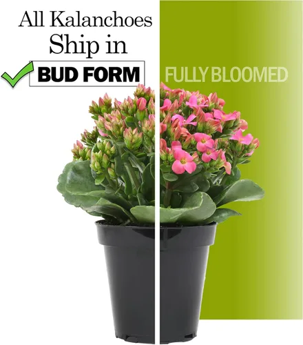 Miniatura 6 de Planta Kalanchoe Plantas suculentas plantas de interior vivas, suculentas vivas plantas de casa en macetas de arcilla, plantas suculentas plantas