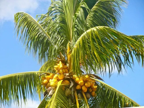 Cocos Nucifera Coconut (Yellow) (TJ) Planta exótica Palmera lista para maceta, 1 semilla viva