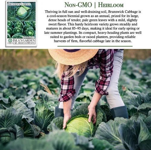 Miniatura 3 de Semillas de col Brunswick (Brassica oleracea) – Más de 300 semillas sin OMG y reliquias de Isla's Garden Seeds, cabezas verdes grandes y densas